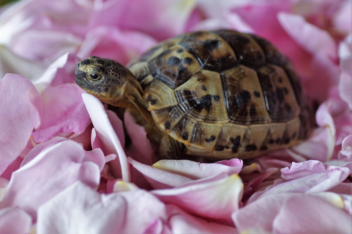 Homemade Turtle Tank Ideas That Actually Work: Diy Turtle Habitat Setups For Indoor Tanks, Basking Areas, And Terrariums 27 Daily Mom, Magazine For Families