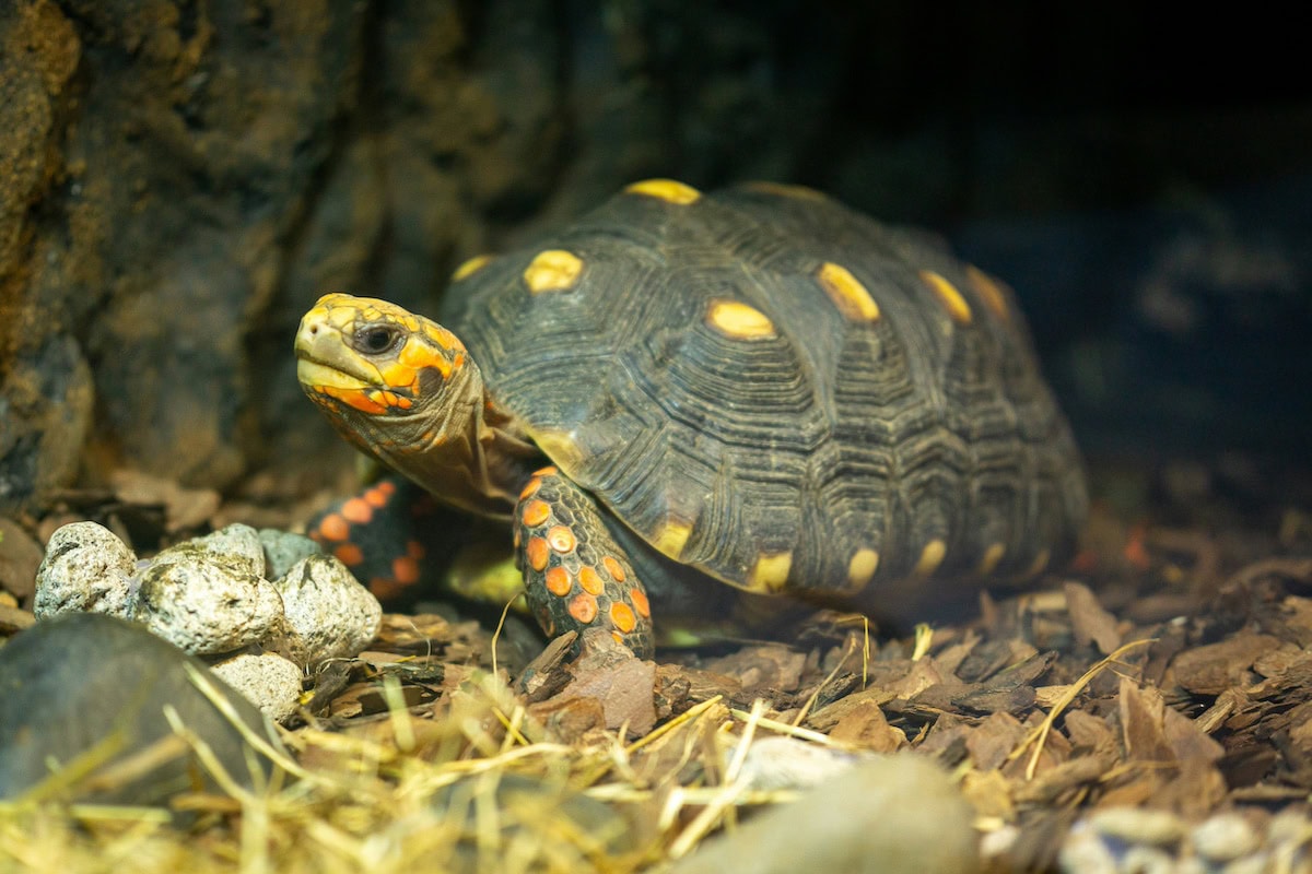Homemade Turtle Tank Ideas That Actually Work: Diy Turtle Habitat Setups For Indoor Tanks, Basking Areas, And Terrariums 15 Daily Mom, Magazine For Families