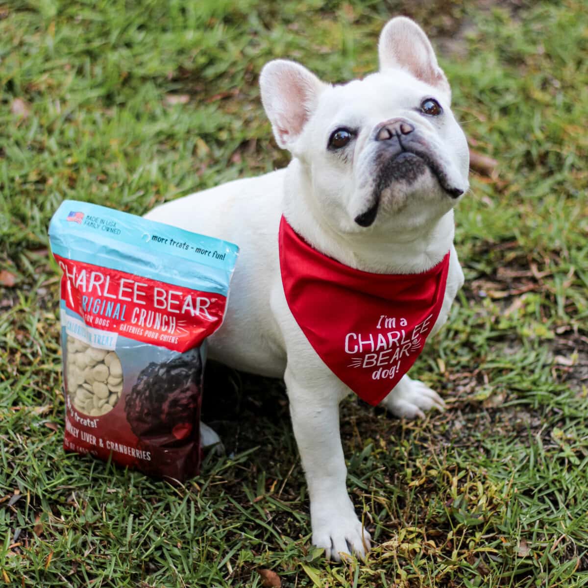 Daily-Mom-Parent-Portal-Charlee-Bear