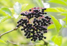 2 Simple, Easy Homemade Elderberry Syrup Recipes: How to Make Elderberry Syrup at Home for Immune System Support daily mom parent portal making elderberry syrup