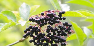 daily mom parent portal making elderberry syrup