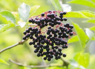 daily mom parent portal making elderberry syrup