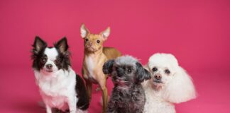 daily mom parent portal dog pet collars