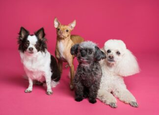 Dog Pet Collars Explained: How to Choose the Best Dog Collar by Breed, Type, and Leash Behavior daily mom parent portal dog pet collars