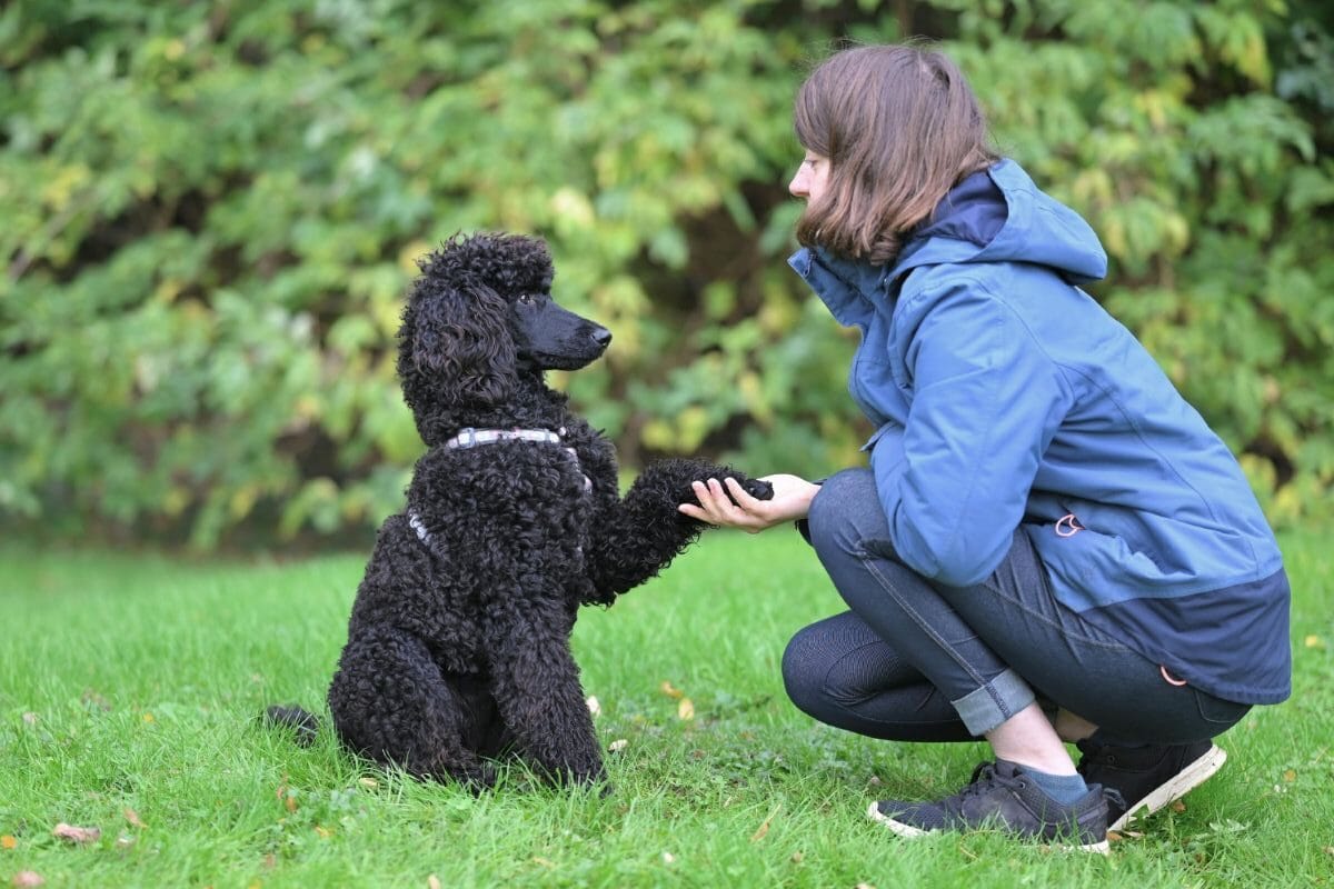 Best Collar For Training Dogs Guide: Plus Our Favorite Dog &Amp; Cat Gifts For Pet Lovers 1 Daily Mom, Magazine For Families