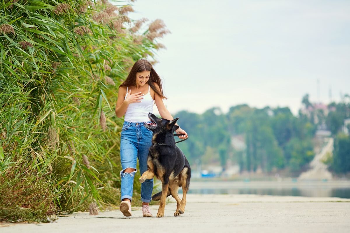 Best Collar For Training Dogs