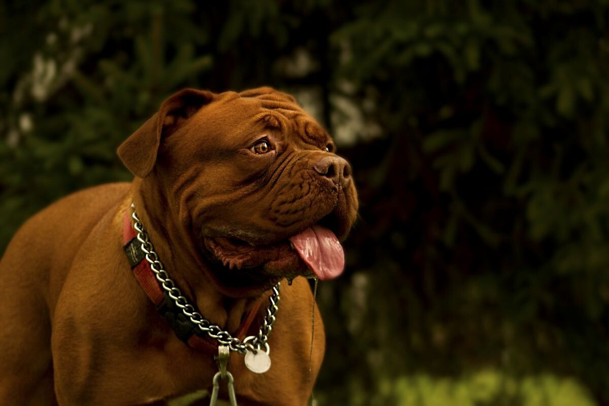 Best Collar For Training Dogs Guide: Plus Our Favorite Dog &Amp; Cat Gifts For Pet Lovers 2 Daily Mom, Magazine For Families
