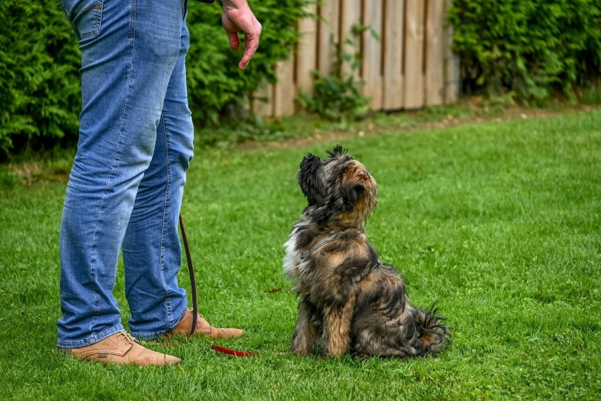 Best Collar For Training Dogs Guide: Plus Our Favorite Dog &Amp; Cat Gifts For Pet Lovers 9 Daily Mom, Magazine For Families