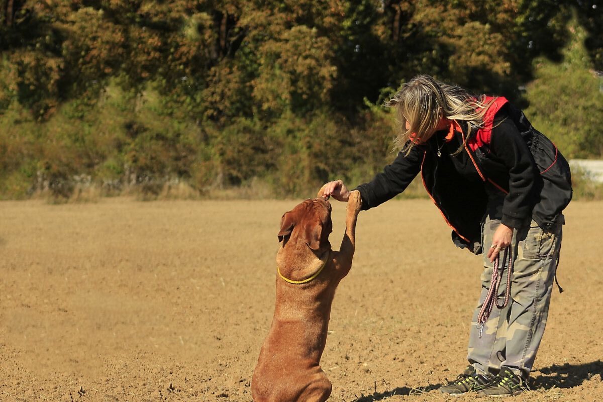 Best Collar For Training Dogs Guide: Plus Our Favorite Dog &Amp; Cat Gifts For Pet Lovers 7 Daily Mom, Magazine For Families
