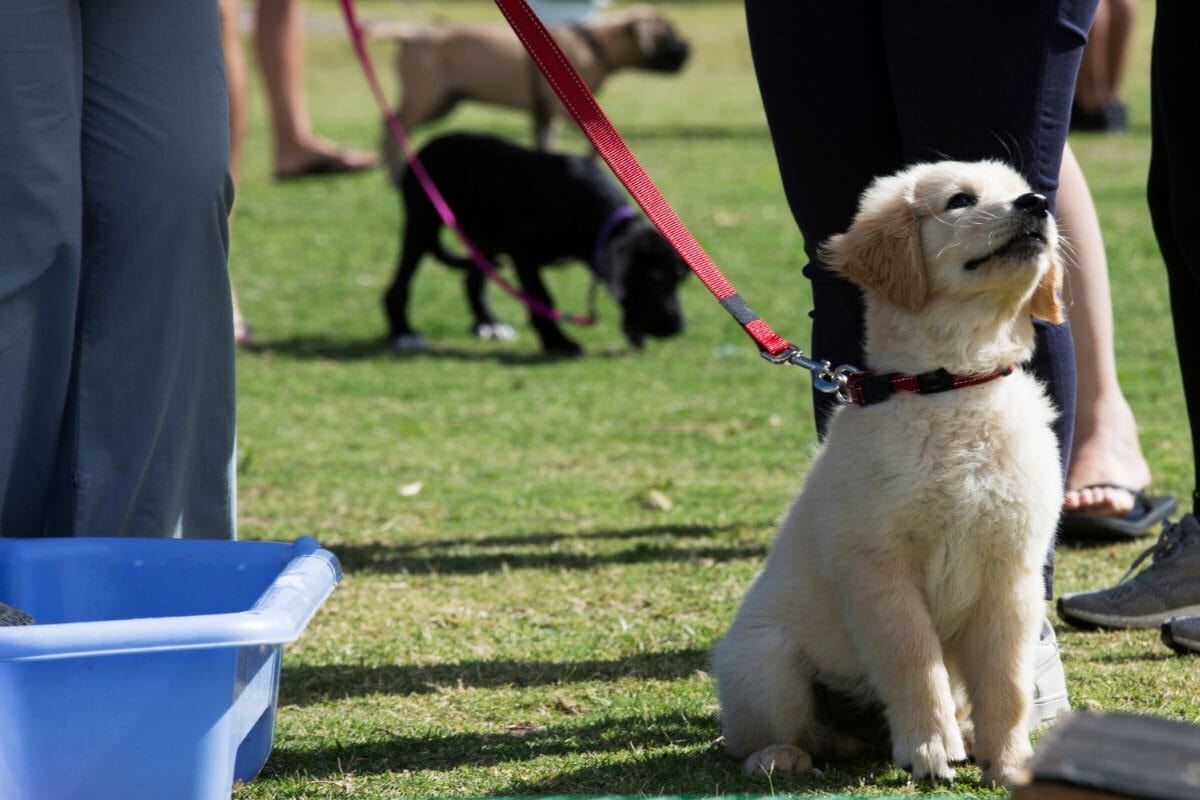 Best Collar For Training Dogs Guide: Plus Our Favorite Dog &Amp; Cat Gifts For Pet Lovers 3 Daily Mom, Magazine For Families