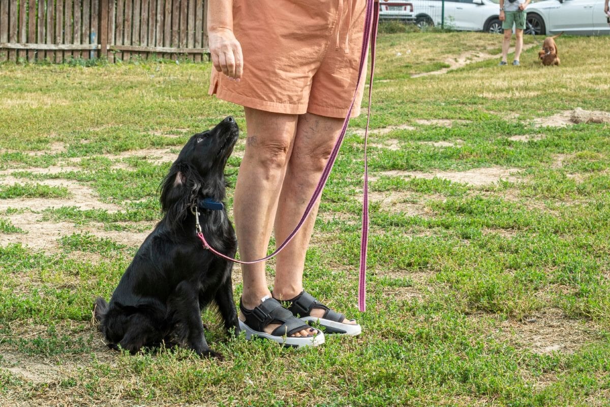 Best Collar For Training Dogs Guide: Plus Our Favorite Dog &Amp; Cat Gifts For Pet Lovers 8 Daily Mom, Magazine For Families