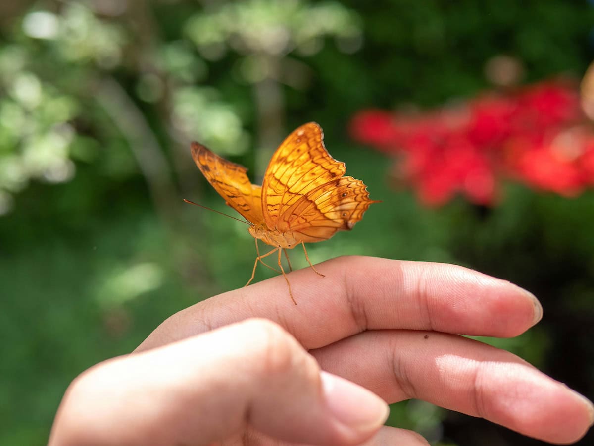 Insect Jewelry: The Unexpected Trend Turning Bugs Into Fashion Statements 19 Daily Mom, Magazine For Families