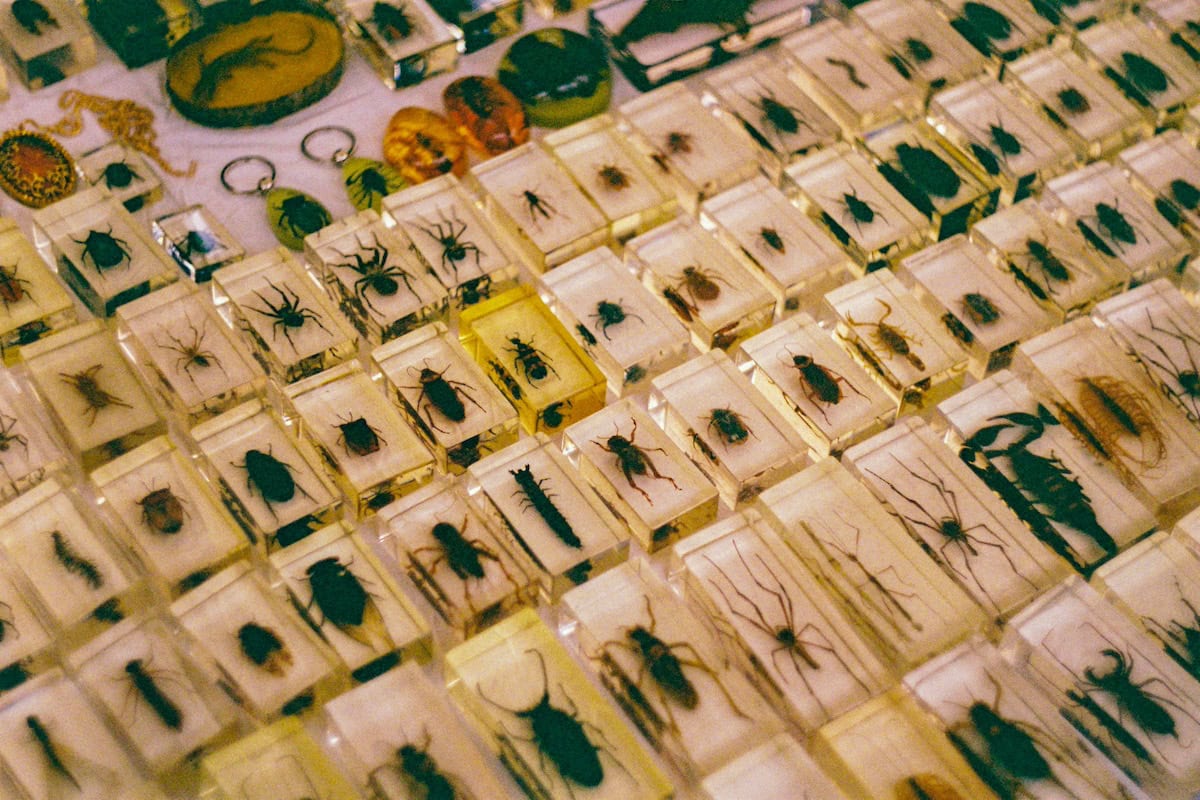 Insect Jewelry: The Unexpected Trend Turning Bugs Into Fashion Statements 11 Daily Mom, Magazine For Families