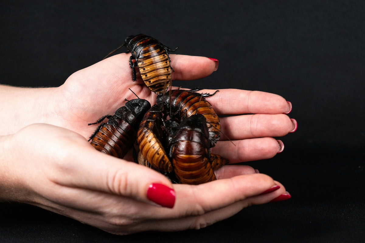 Insect Jewelry: The Unexpected Trend Turning Bugs Into Fashion Statements 18 Daily Mom, Magazine For Families