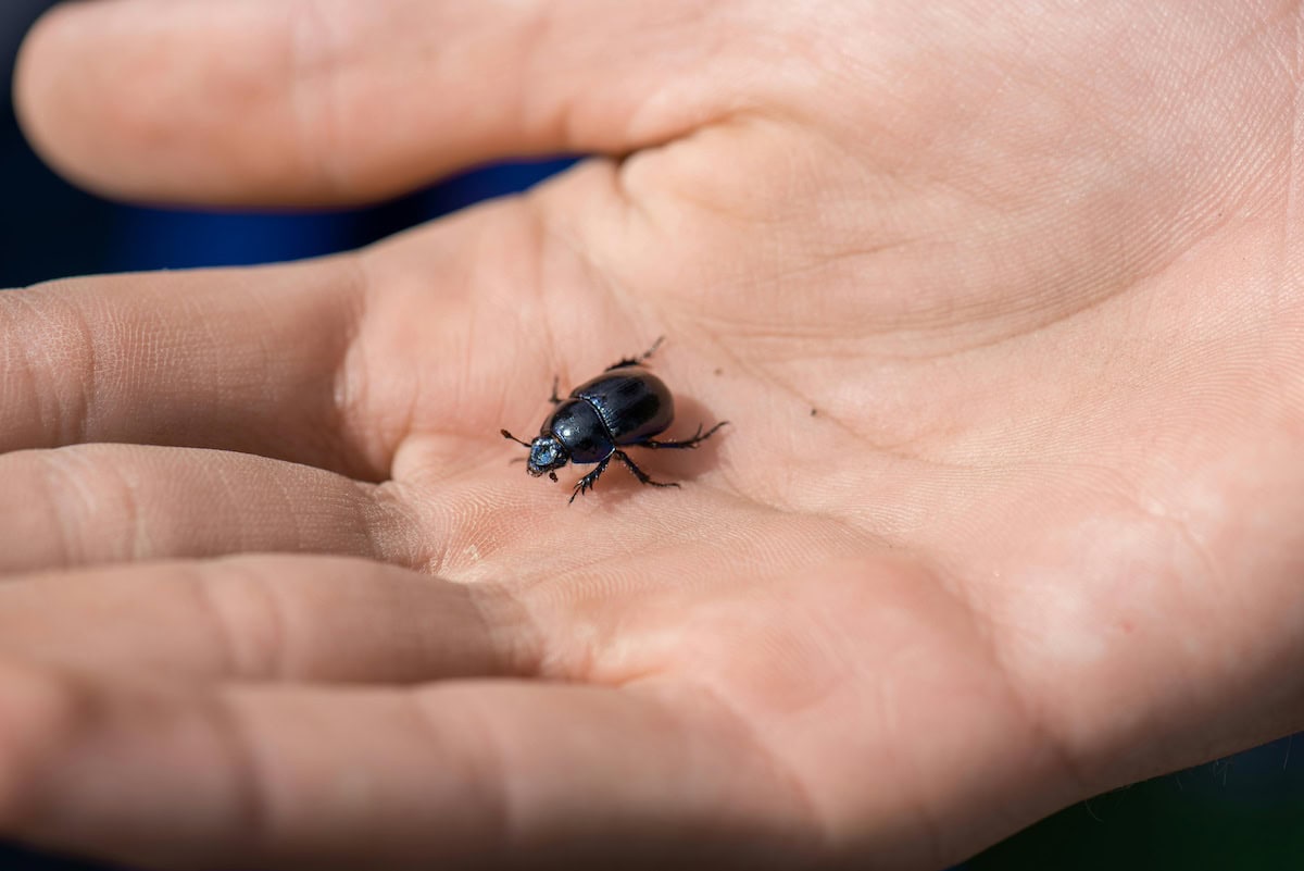 Insect Jewelry: The Unexpected Trend Turning Bugs Into Fashion Statements 15 Daily Mom, Magazine For Families