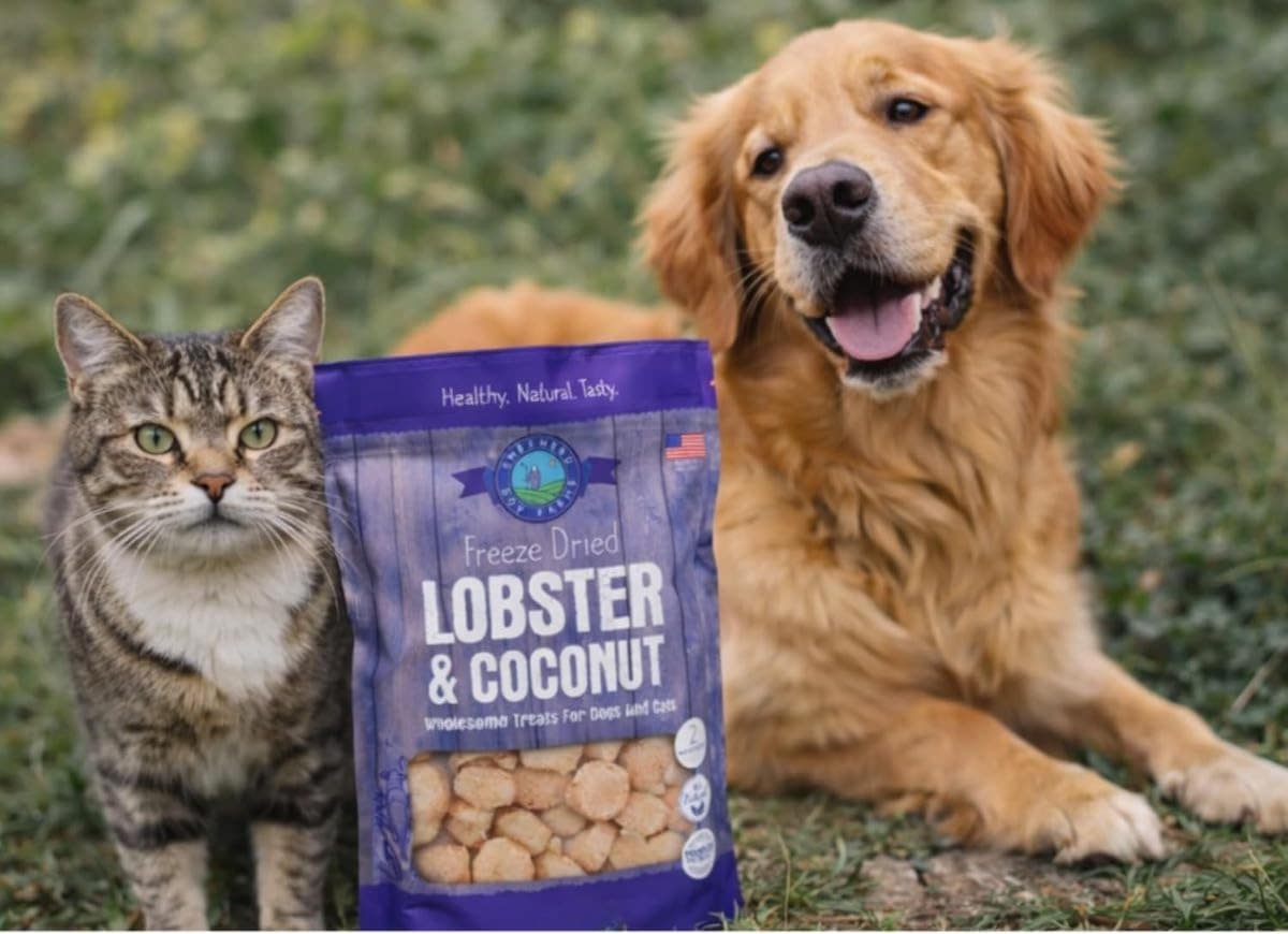 Best Collar For Training Dogs Guide: Plus Our Favorite Dog &Amp; Cat Gifts For Pet Lovers 6 Daily Mom, Magazine For Families