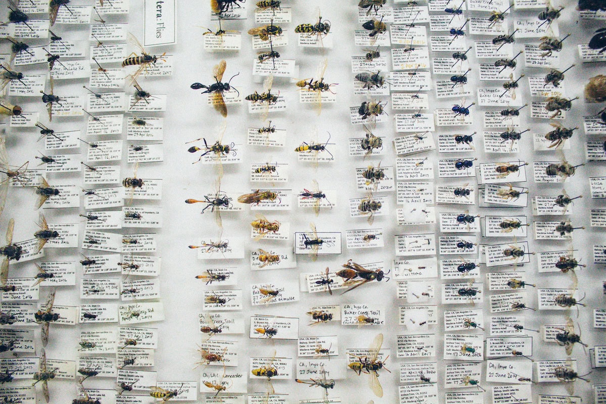 Insect Jewelry: The Unexpected Trend Turning Bugs Into Fashion Statements 23 Daily Mom, Magazine For Families