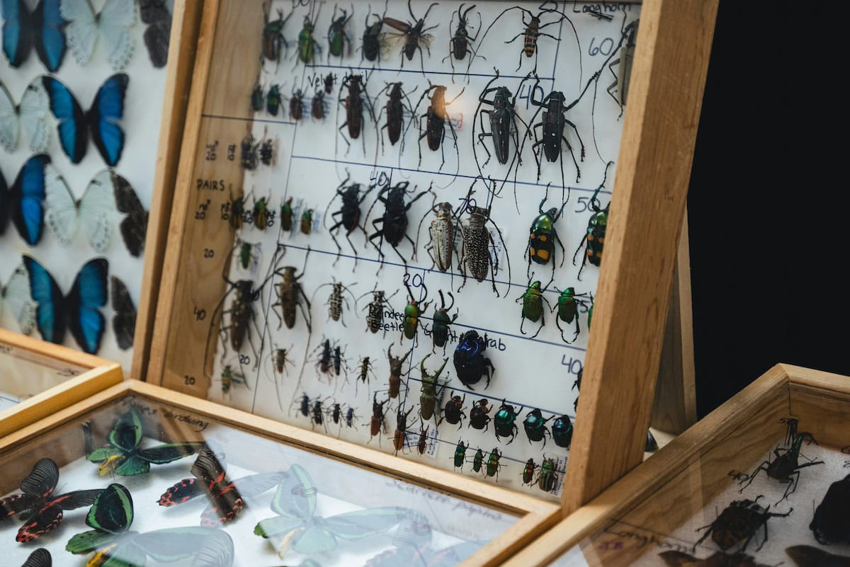 Insect Jewelry: The Unexpected Trend Turning Bugs Into Fashion Statements 12 Daily Mom, Magazine For Families