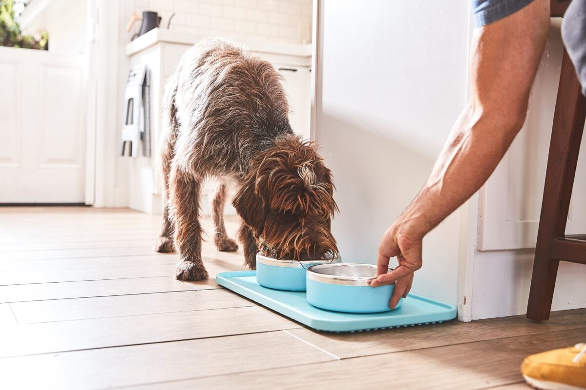 Best Collar For Training Dogs Guide: Plus Our Favorite Dog &Amp; Cat Gifts For Pet Lovers 4 Daily Mom, Magazine For Families