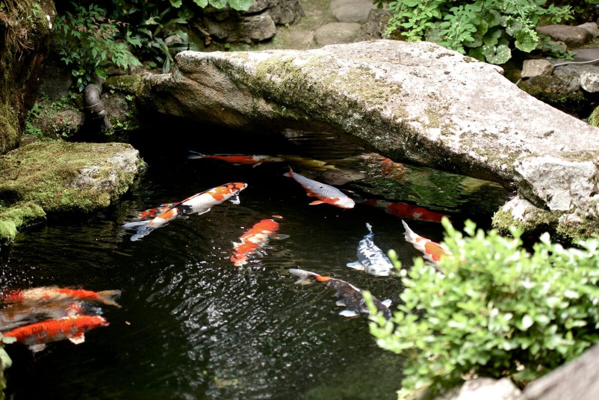 Building A Backyard Pond: How To Create A Koi Pond In Backyard Garden Spaces 1 Daily Mom, Magazine For Families