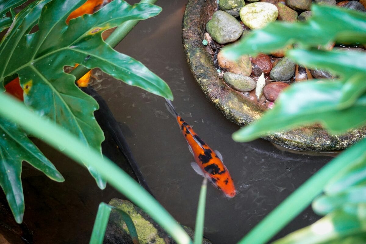 Building A Backyard Pond: How To Create A Koi Pond In Backyard Garden Spaces 3 Daily Mom, Magazine For Families