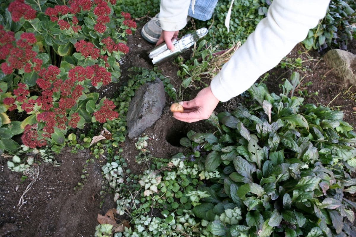 Fall Plants for a Beautiful Garden: Best Fall Vegetables, Flowers, and Crops to Grow This Season, & Product Ideas for Your Garden 3 Daily Mom, Magazine for Families Fall Plants For A Beautiful Garden: Best Fall Vegetables, Flowers, And Crops To Grow This Season, &Amp; Product Ideas For Your Garden 3 Daily Mom, Magazine For Families