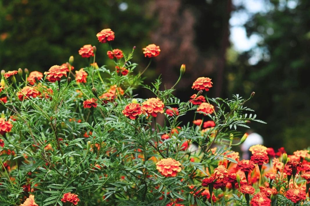 fall plants_feature
