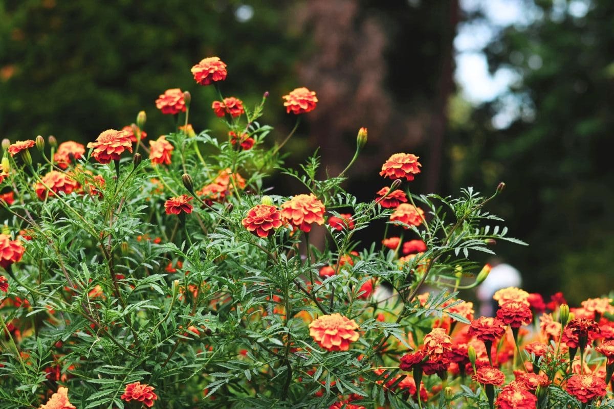Fall Plants for a Beautiful Garden: Best Fall Vegetables, Flowers, and Crops to Grow This Season, & Product Ideas for Your Garden 29 Daily Mom, Magazine for Families Fall Plants