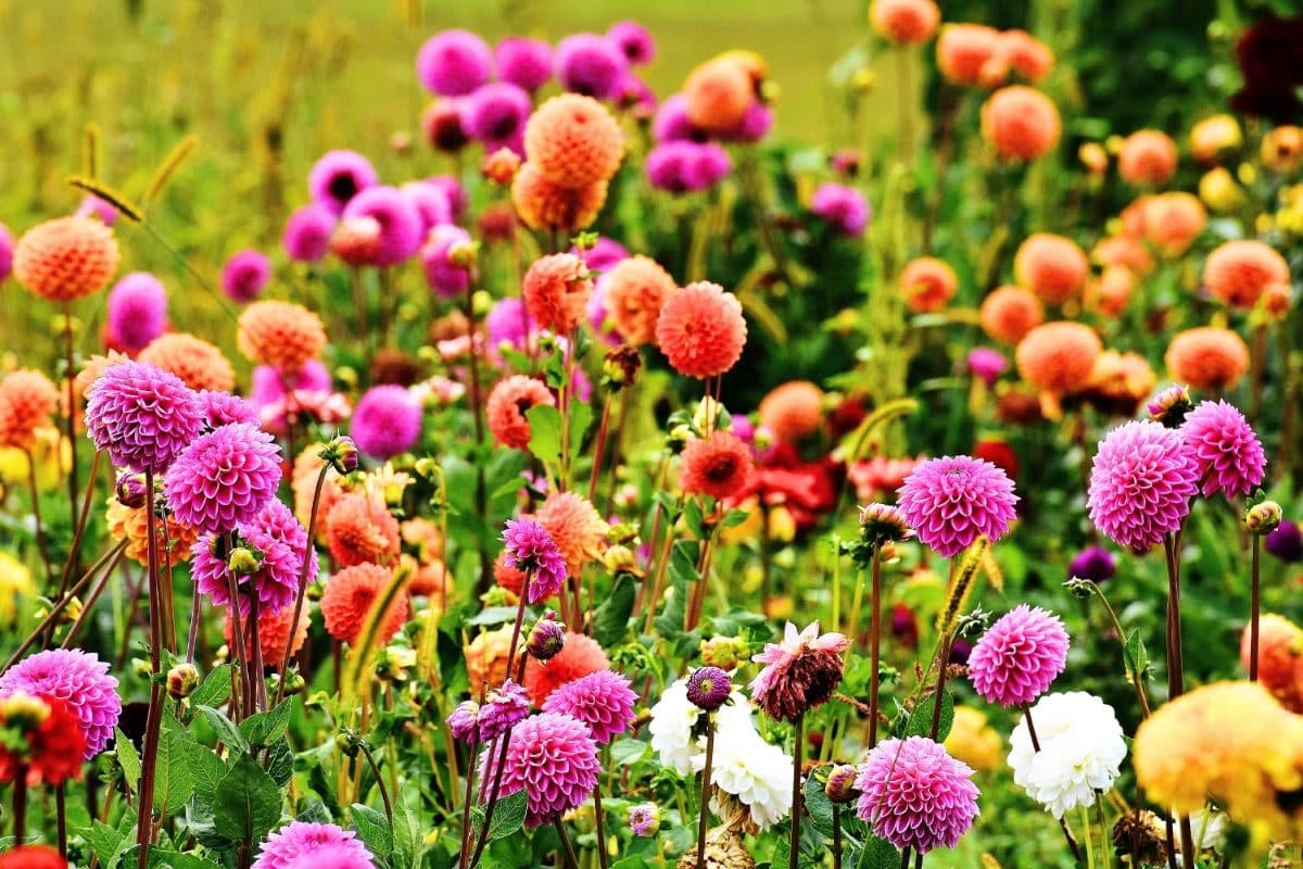 Fall Plants for a Beautiful Garden: Best Fall Vegetables, Flowers, and Crops to Grow This Season, & Product Ideas for Your Garden 2 Daily Mom, Magazine for Families Fall Plants For A Beautiful Garden: Best Fall Vegetables, Flowers, And Crops To Grow This Season, &Amp; Product Ideas For Your Garden 2 Daily Mom, Magazine For Families