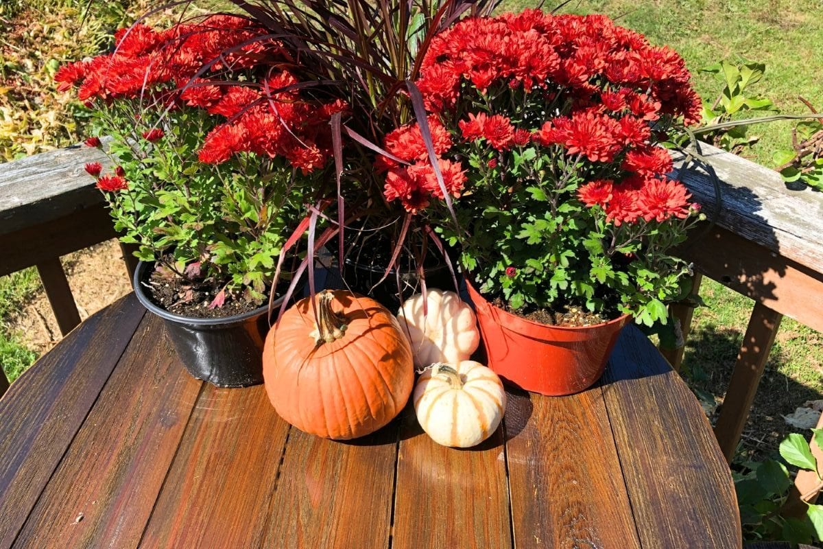 Fall Plants for a Beautiful Garden: Best Fall Vegetables, Flowers, and Crops to Grow This Season, & Product Ideas for Your Garden 28 Daily Mom, Magazine for Families Fall Plants For A Beautiful Garden: Best Fall Vegetables, Flowers, And Crops To Grow This Season, &Amp; Product Ideas For Your Garden 28 Daily Mom, Magazine For Families