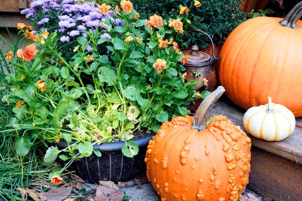 Fall Plants for a Beautiful Garden: Best Fall Vegetables, Flowers, and Crops to Grow This Season, & Product Ideas for Your Garden 1 Daily Mom, Magazine for Families Fall Plants For A Beautiful Garden: Best Fall Vegetables, Flowers, And Crops To Grow This Season, &Amp; Product Ideas For Your Garden 1 Daily Mom, Magazine For Families