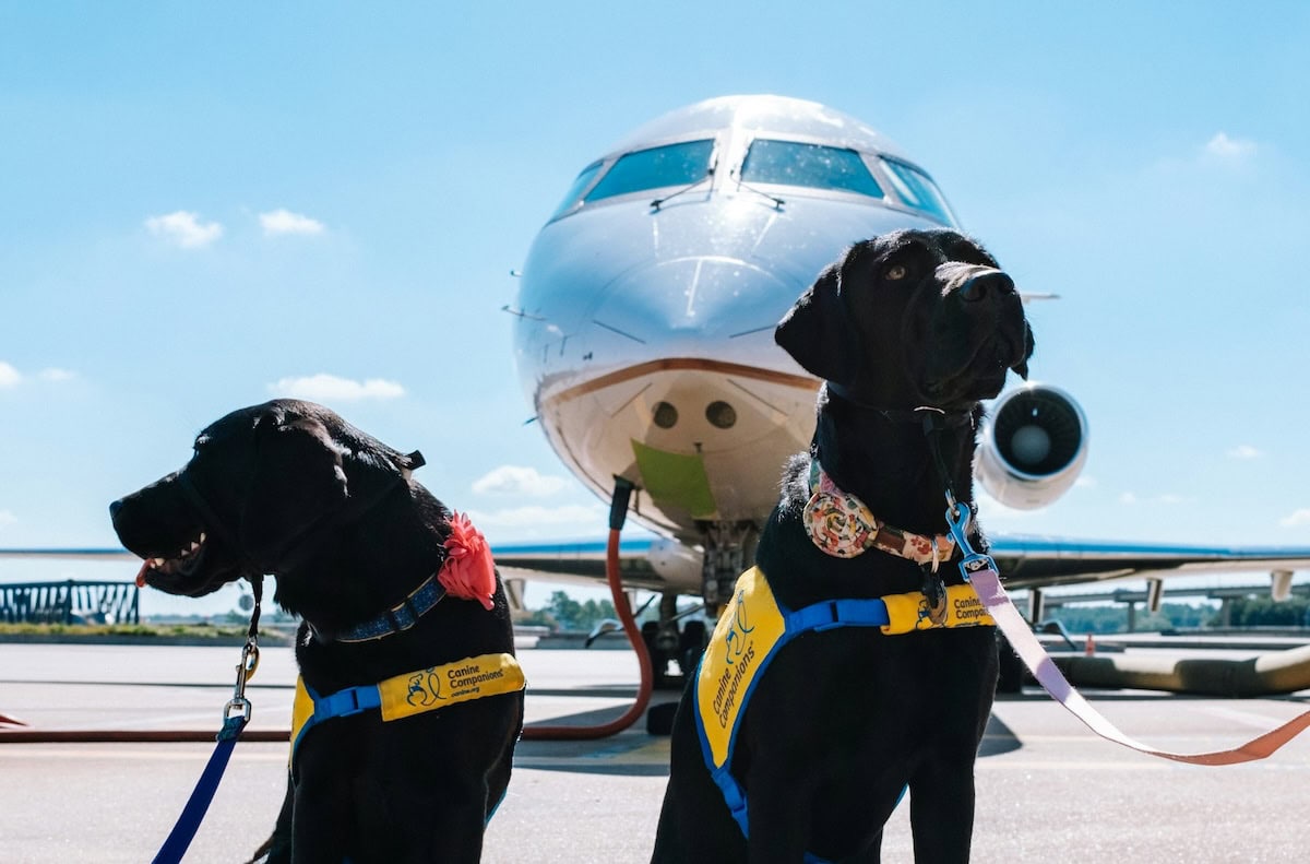 Can Animal Assisted Therapy Help Your Family? The Benefits Of Aat For Health And Well-Being, Plus Our Favorite Pet Care Products 10 Daily Mom, Magazine For Families