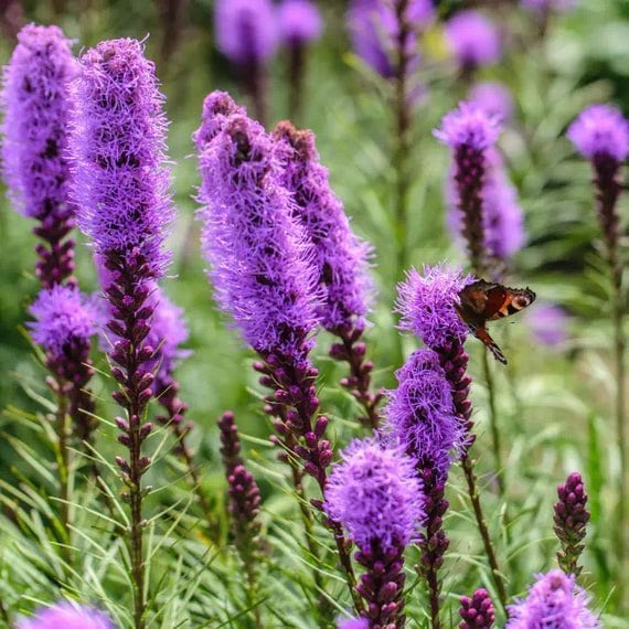 Fall Plants for a Beautiful Garden: Best Fall Vegetables, Flowers, and Crops to Grow This Season, & Product Ideas for Your Garden 23 Daily Mom, Magazine for Families Fall Plants For A Beautiful Garden: Best Fall Vegetables, Flowers, And Crops To Grow This Season, &Amp; Product Ideas For Your Garden 23 Daily Mom, Magazine For Families